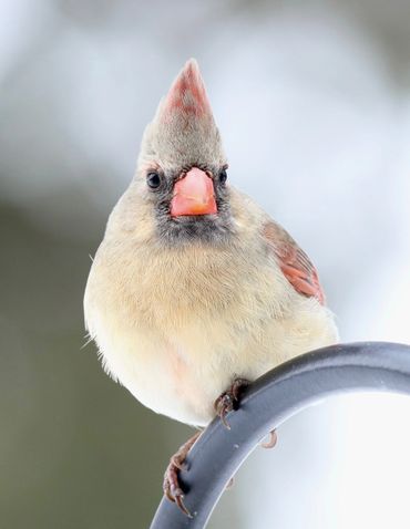 Iowa Winter Birds 2019 | Morfsylvania