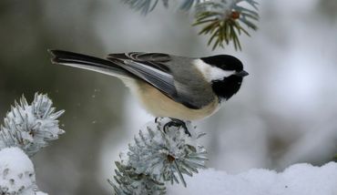 Iowa Winter Birds 2019 | Morfsylvania