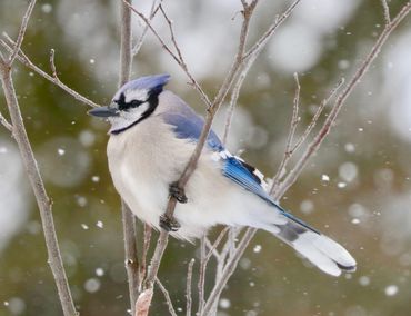 Iowa Winter Birds 2019 | Morfsylvania
