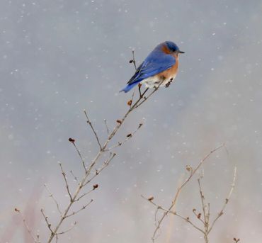 Iowa Winter Birds 2019 | Morfsylvania