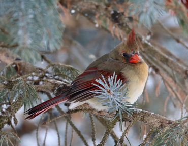 Iowa Winter Birds 2019 | Morfsylvania