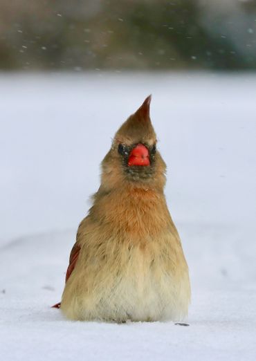 Iowa Winter Birds 2019 | Morfsylvania