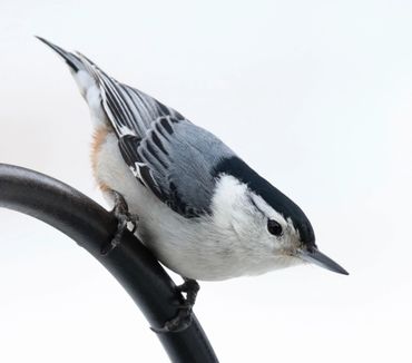 Iowa Winter Birds 2019 | Morfsylvania