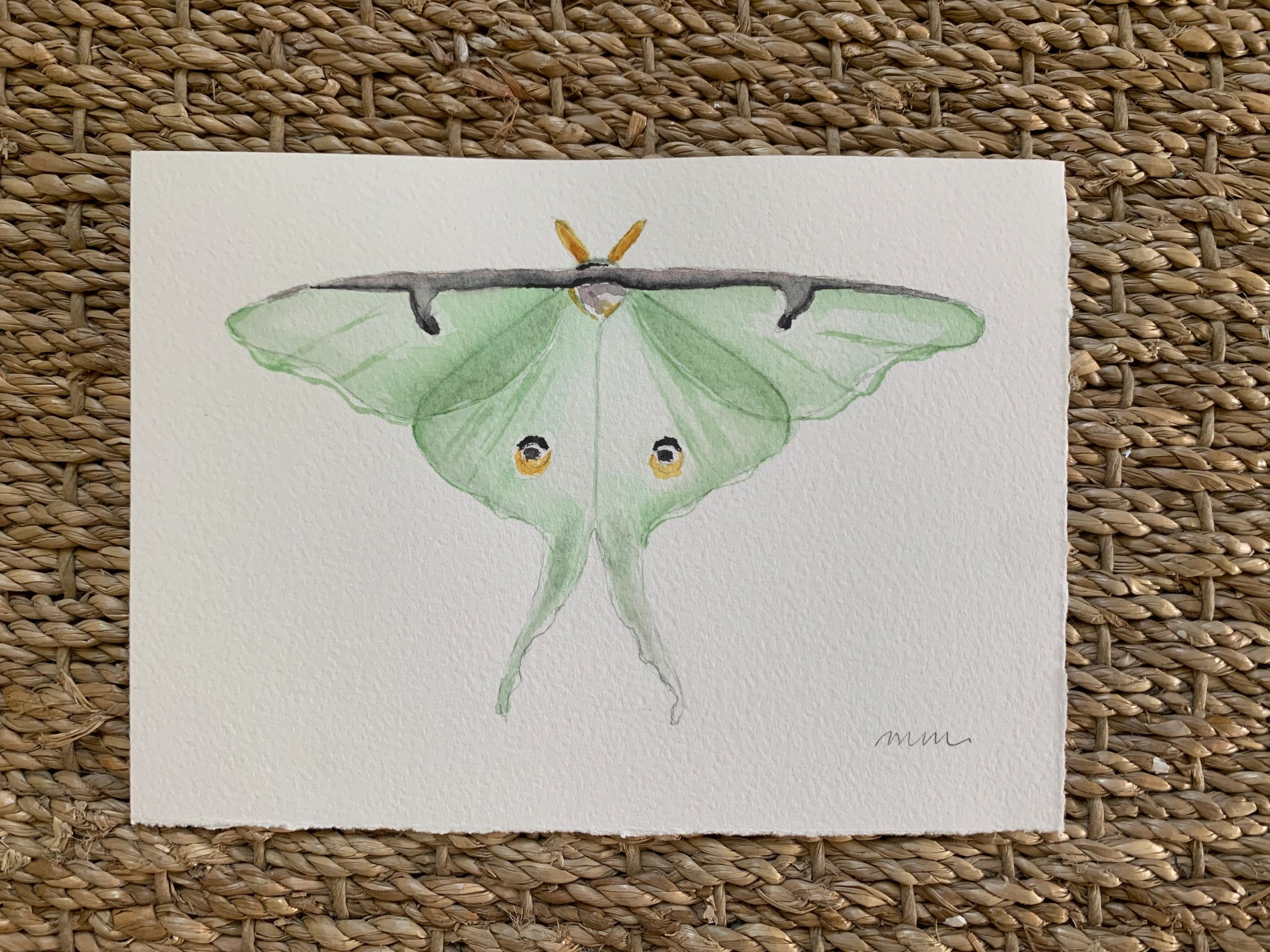 Luna moth