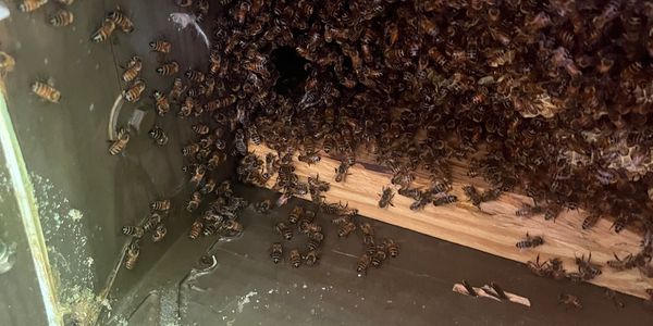 31561 bee removal, get rid of bees, honeybee rescue, swarm