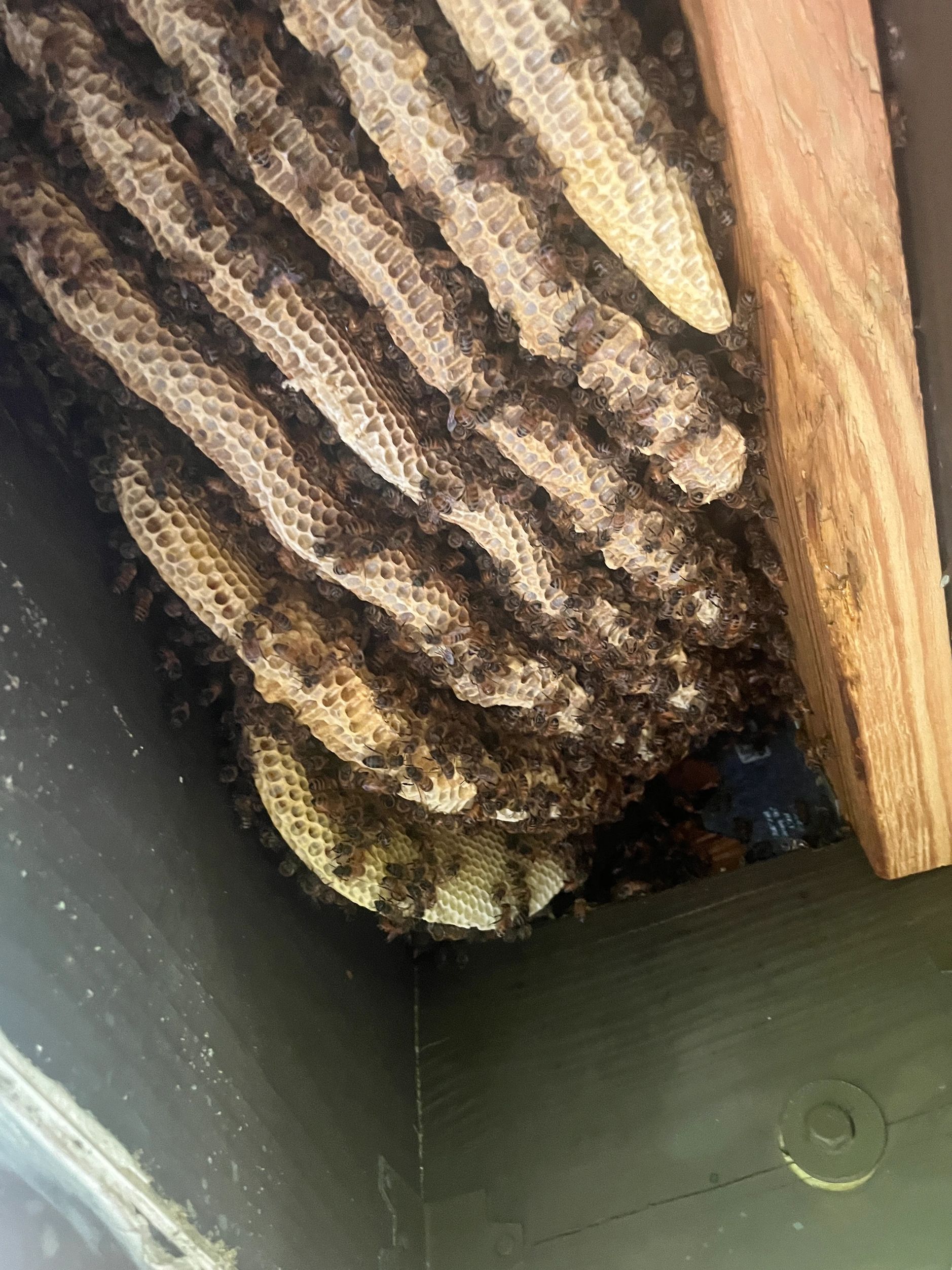 Pooler bee removal and cutout service
Pooler beekeeper service 