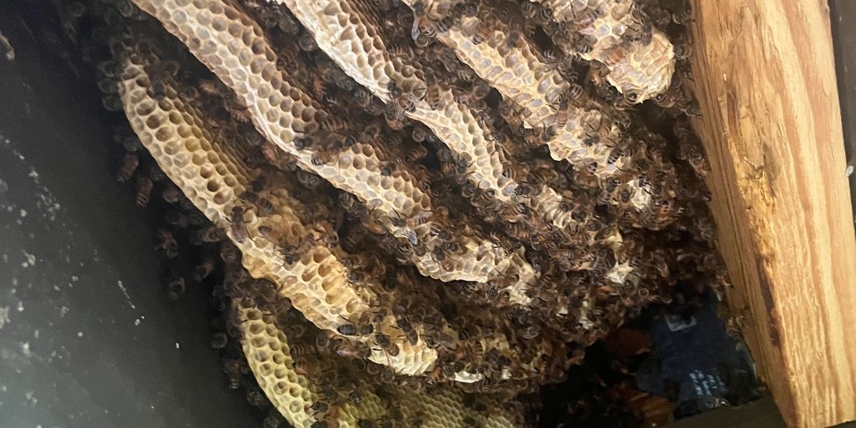 31561 zip, sea island bee removal, sea island bee rescue