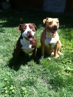 Zeda (right) and Zargant (left) who started my passion working with dogs