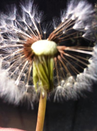 Taraxacum officinale