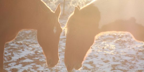 Two horses eating