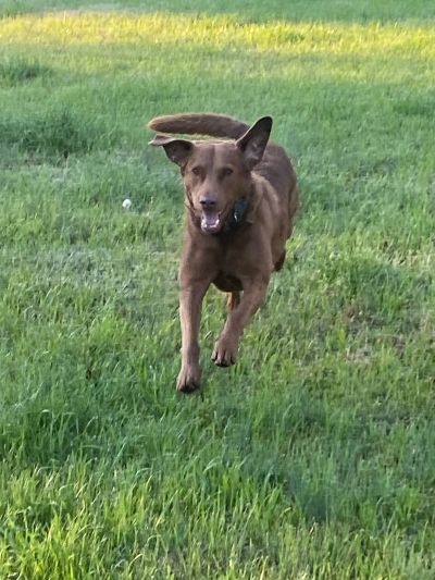 A brown dog running joyfully on green grass.