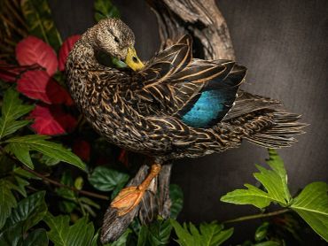 A duck with vibrant blue wing feathers preens among green and red foliage.
