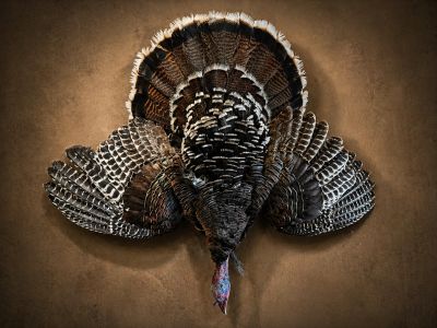 A wild turkey with its feathers fanned out against a brown background.