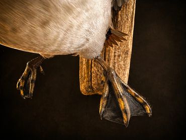 Close-up of a bird's webbed feet perched on a wooden surface.