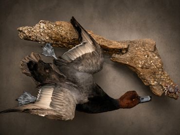 Mounted duck specimen displayed with a piece of driftwood on a textured background.