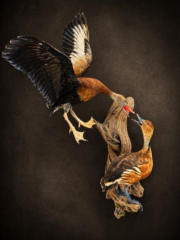 Two birds interacting on a piece of wood against a dark background.