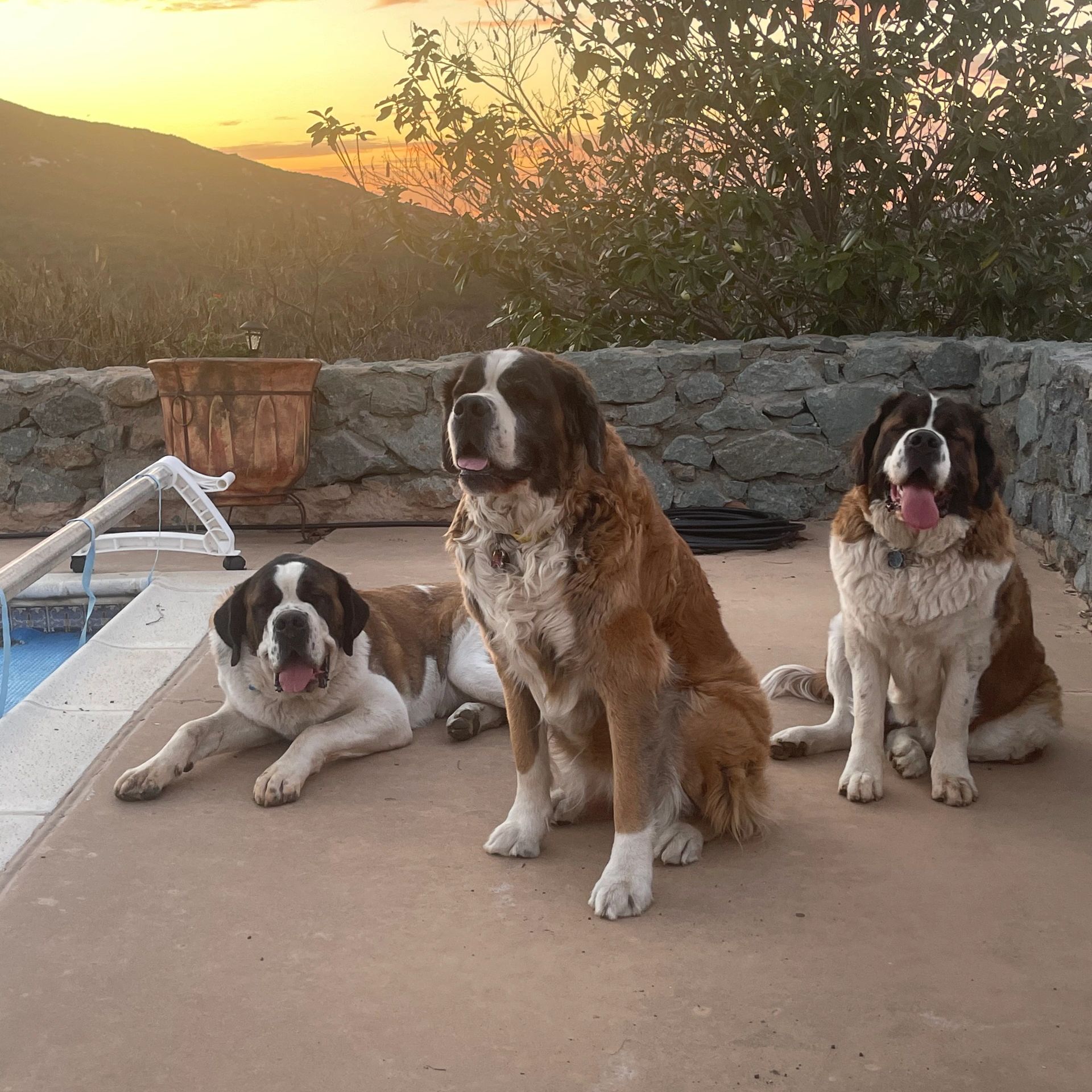 Our pack of gentle giants is ready to assist you!