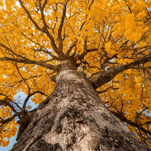 Looking up at a tree with bright yellow blossoms against a blue sky.