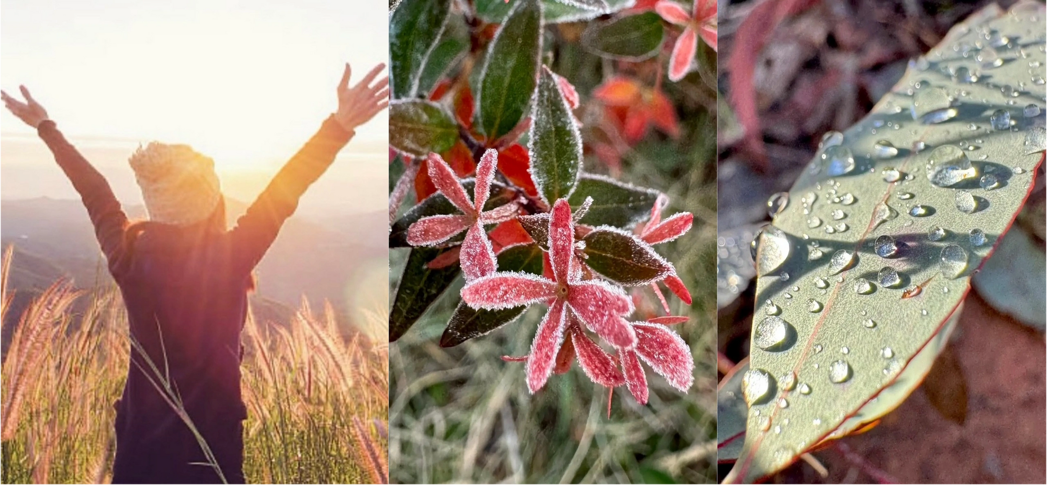 Person enjoying sunrise in a field of tall grass.