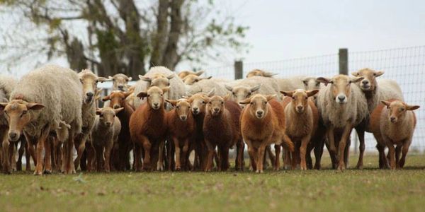 Florida Cracker Sheep, Shave 'em to Save 'em Initiative, heritage breed