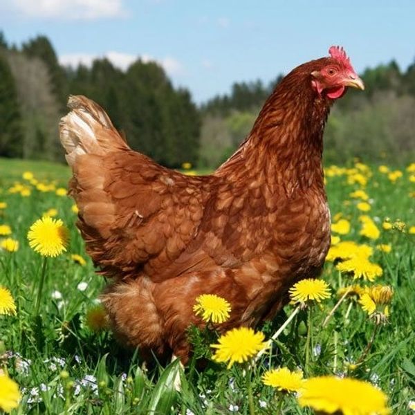 Novogen Brown Egg Layer Chicken, pasture raised, Non-GMO, No Corn, No Soy