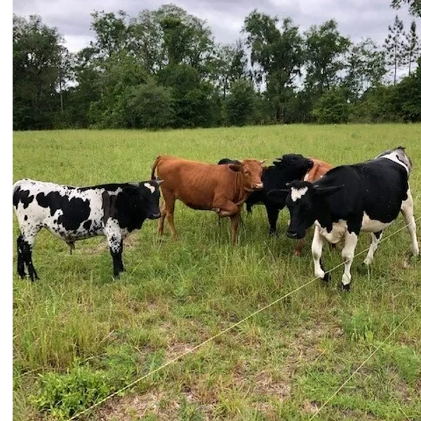 Florida Cracker Cattle, Pasture Raised, Non-GMO, No Soy, No Corn, No antibiotics