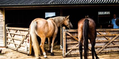 Two horses standing near wooden stable gates with a person in the background.