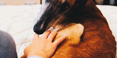 A person gently touches a resting dog's paw indoors.