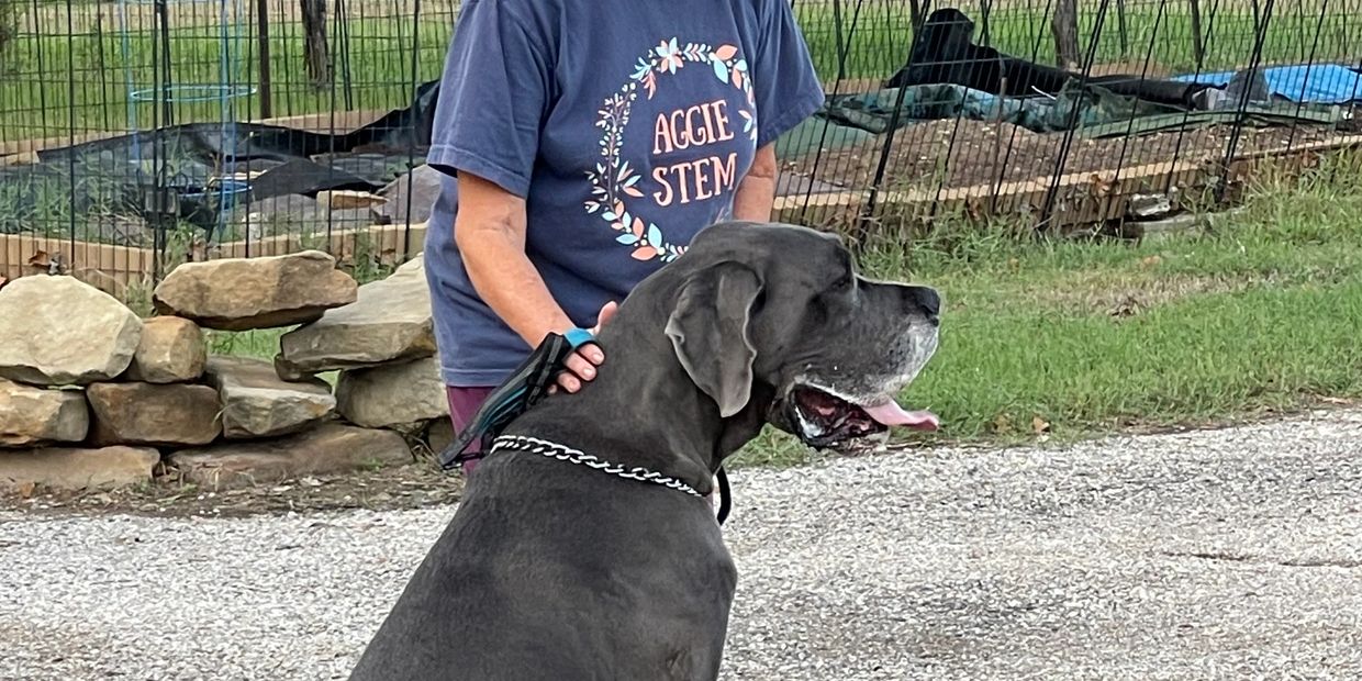 Great Dane on a walk