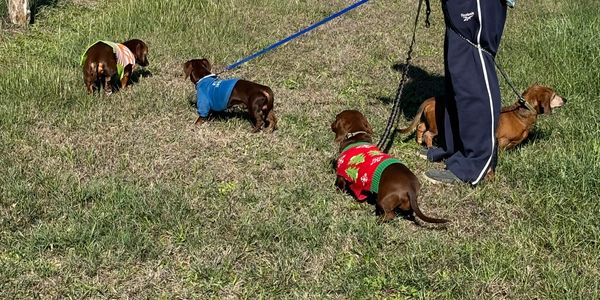 Dachshund family on a group walk