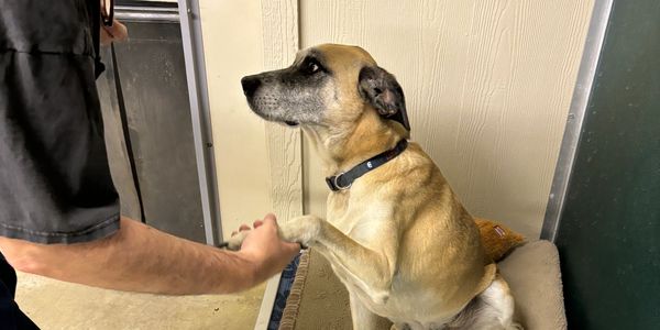 Dog sitting and shaking hands 