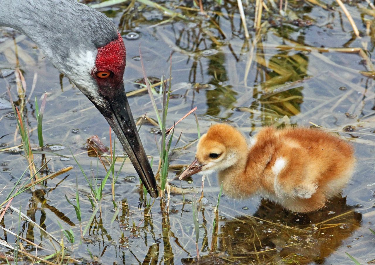 Spring Is In Air Cranes Are Returning >> Sandhill Cranes Blanketing The Sky And The Land Spring Is In Air Cranes Are Returning >> Sandhill Cranes Blanketing The Sky And The Land