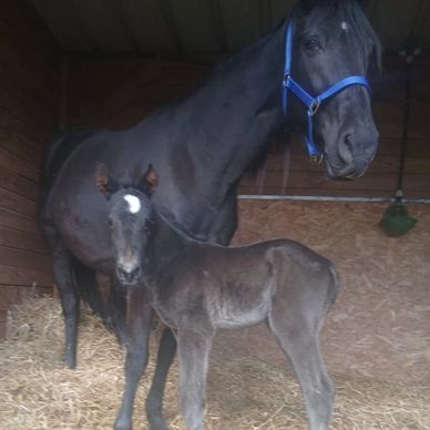 A black horse with a blue halter standing with a foal in a stable.