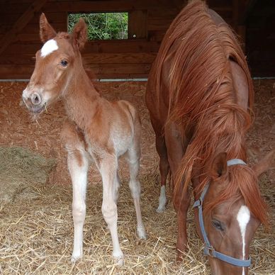 A foal and its mother horse inside a stable.
