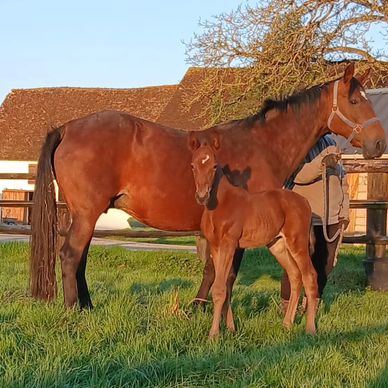 A mare and her foal standing on green grass in a farmyard at sunset.