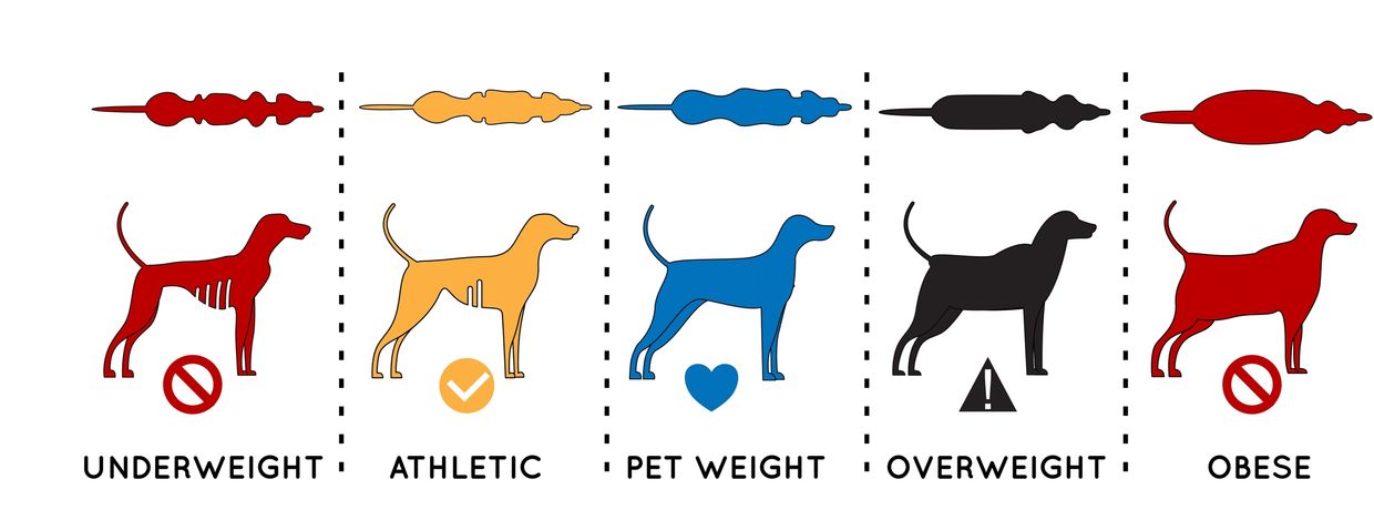 overweight dog, athletic dog, ideal dog weight, underweight dog, obese dog, dog weight chart