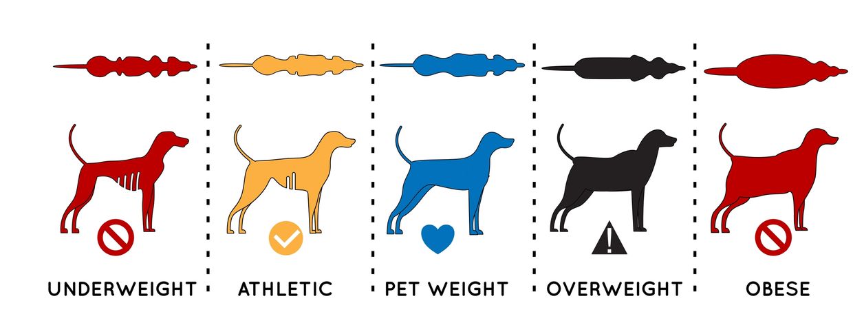 Calculating Your Dog's Healthy Weight