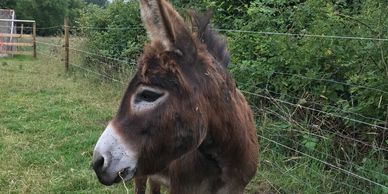 Miniature donkey meet and greets