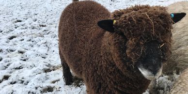 Sheep petting farm visits