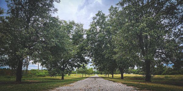 Our Pecan tree lined drive.