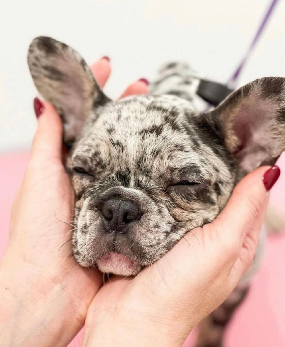 Maxi, a sleepy French Bulldog, cradled gently in hands