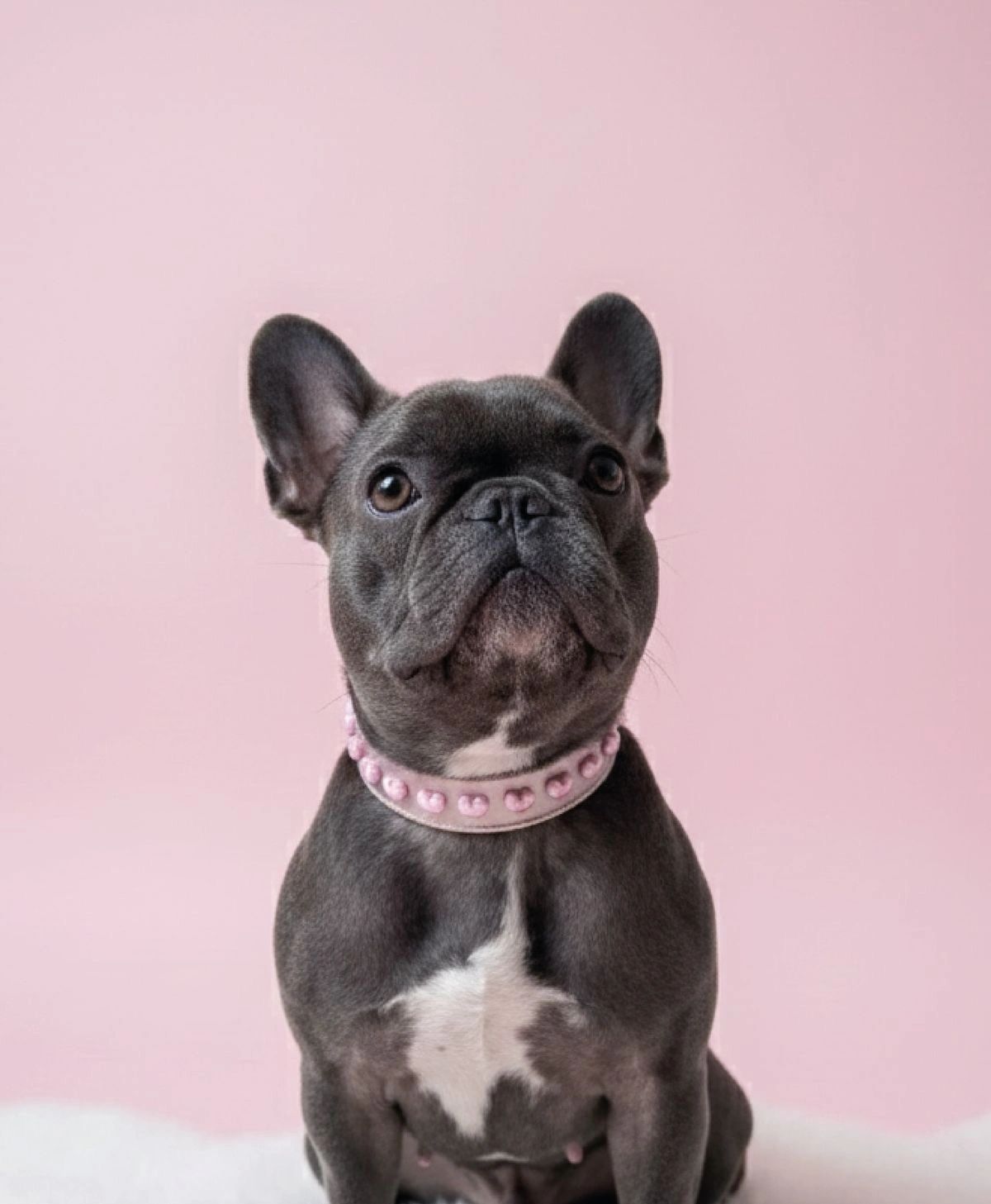 A happy guest dog at Pet Concierge