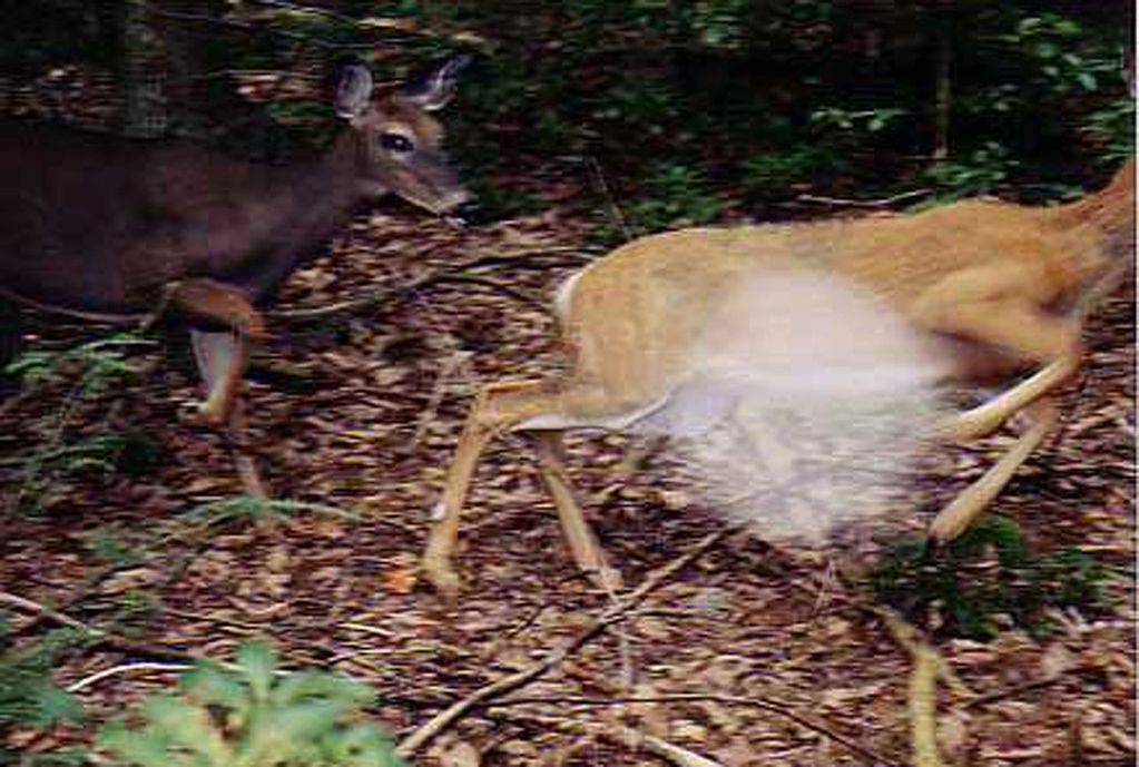 Deer IV, Judy Bragg Pardo, Jude, spiritual, visionary, surreal, spirit, deer