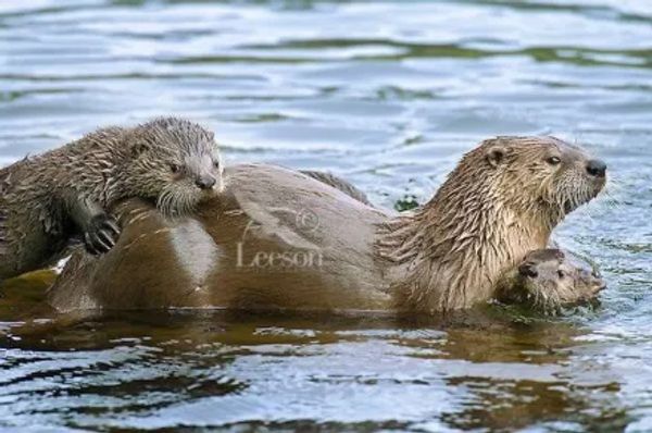 Otter with pups