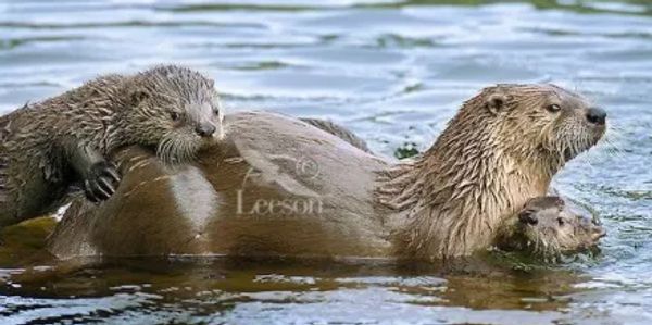 Otter with pups