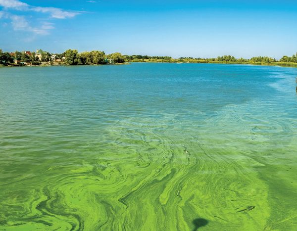 Devastating Blue-Green Algae Bloom