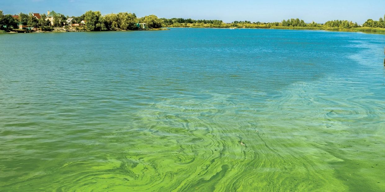 Blue-Green Algae Bloom