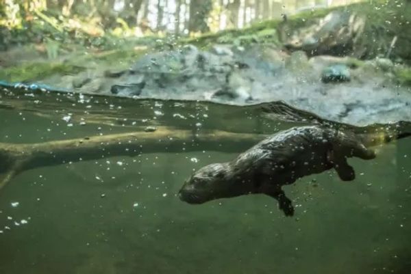 Submerged Otter