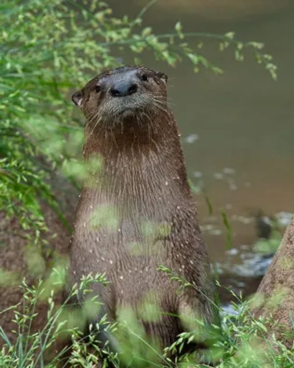 Curious Otter