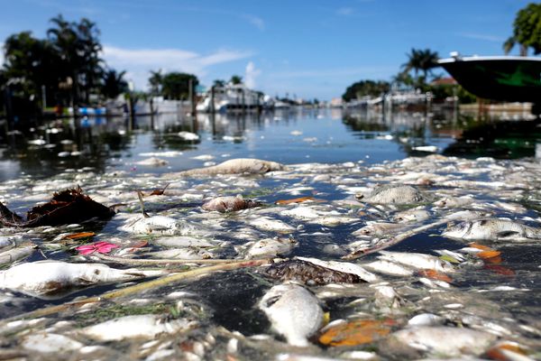 Red Tide Fish Kill